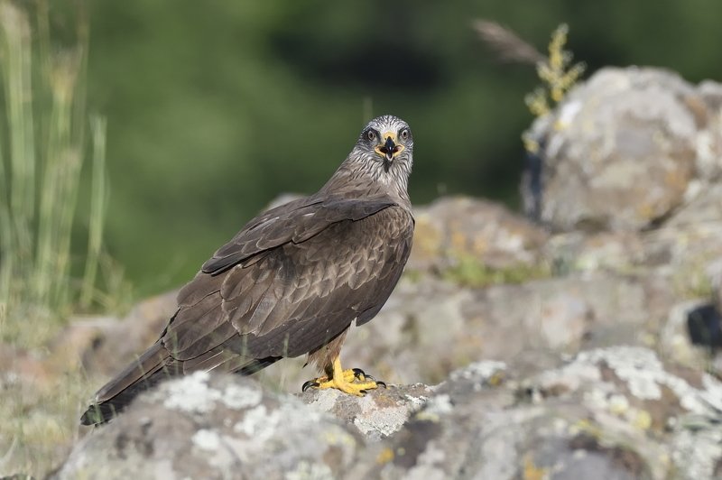 птицы birds Milvus migrans фото превью