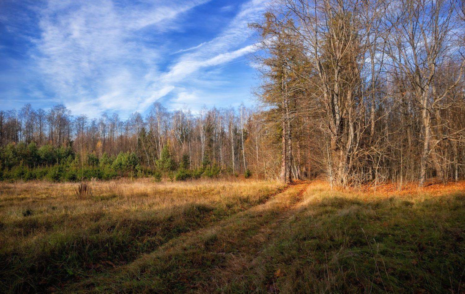 лес, осень, дорога, небо,, Сергей Шабуневич