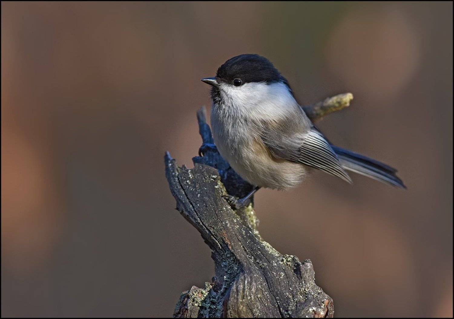 буроголовая гаичка,пухляк,синица, Иван
