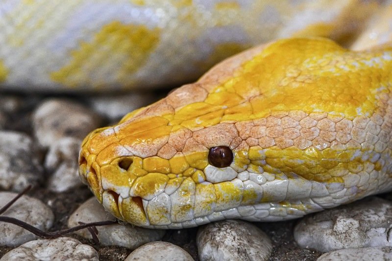 Yellow фото превью