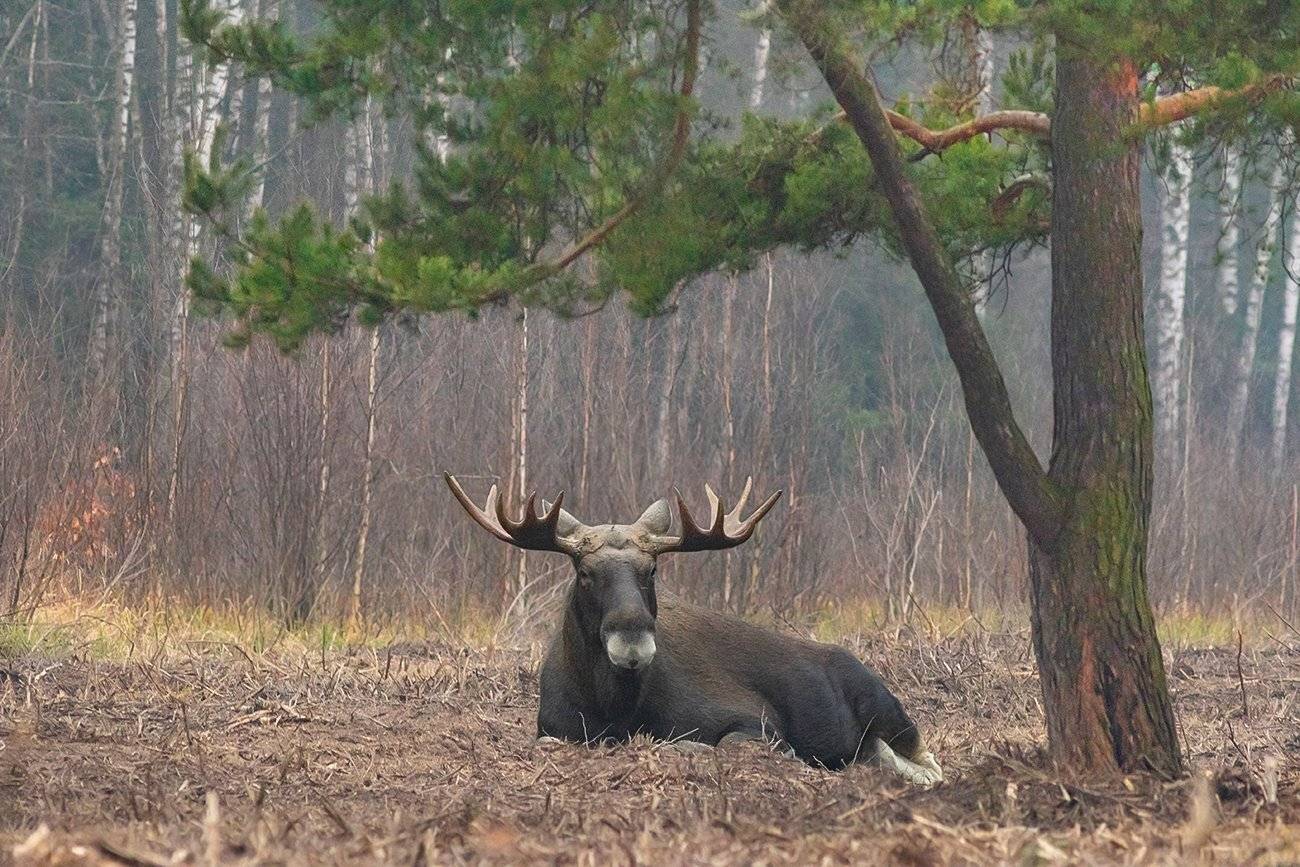 лось, сосна, отдых, Наталия Сытина