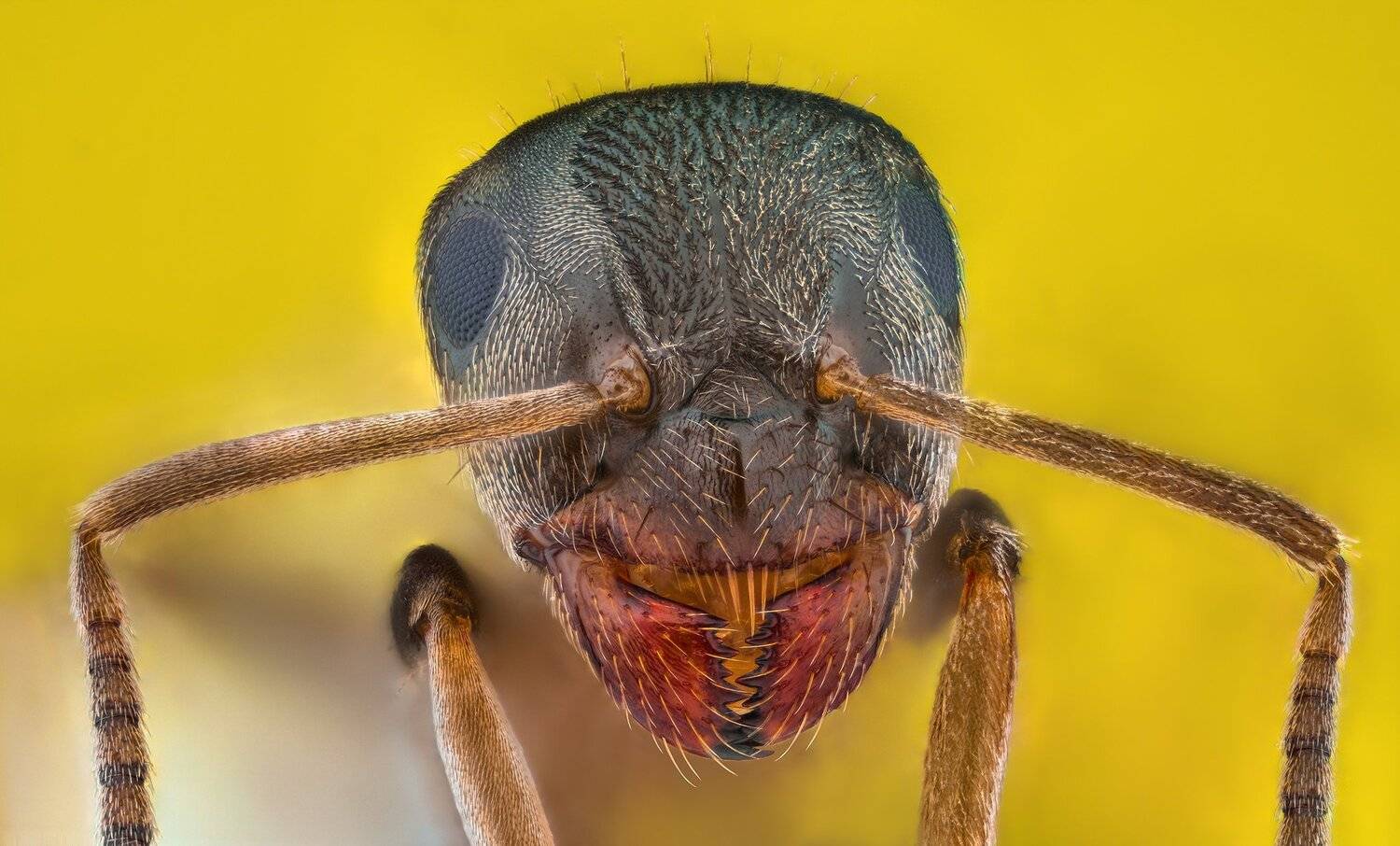 ceclii, macro, extrememacro, nikon d3400, nikon tu plan fluor 10x, Tsvetan Ganev