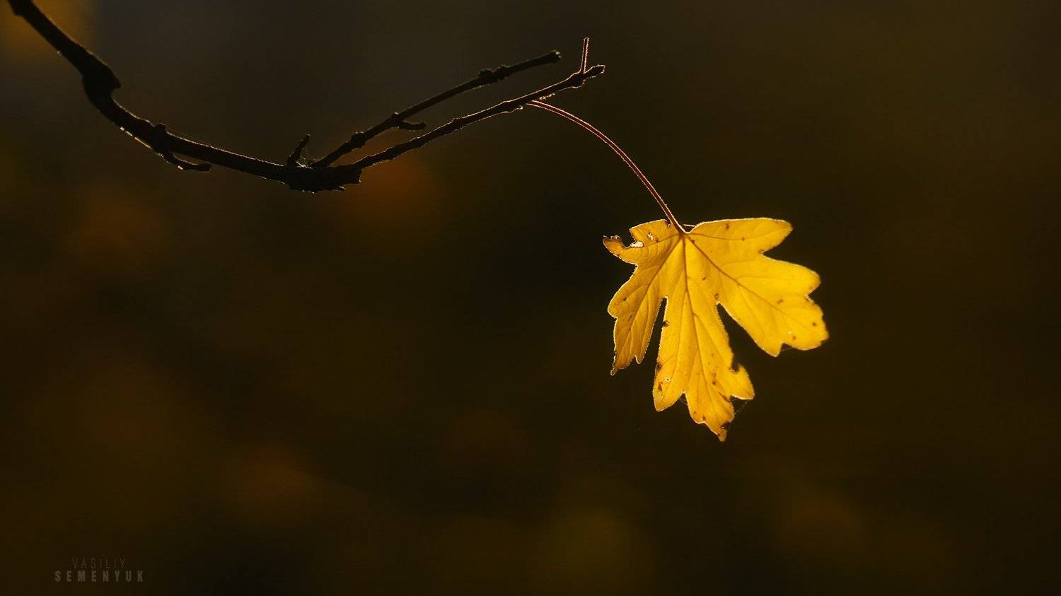 крым, бойка, осень, листик, минимализм, fall, close-up, leaf, crimea., Семенюк Василий