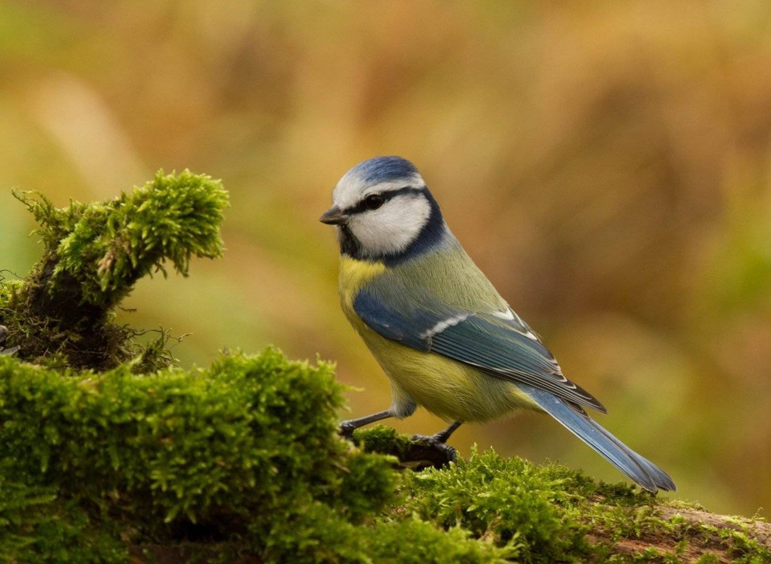 , Janina J?drzejewska-Szombara