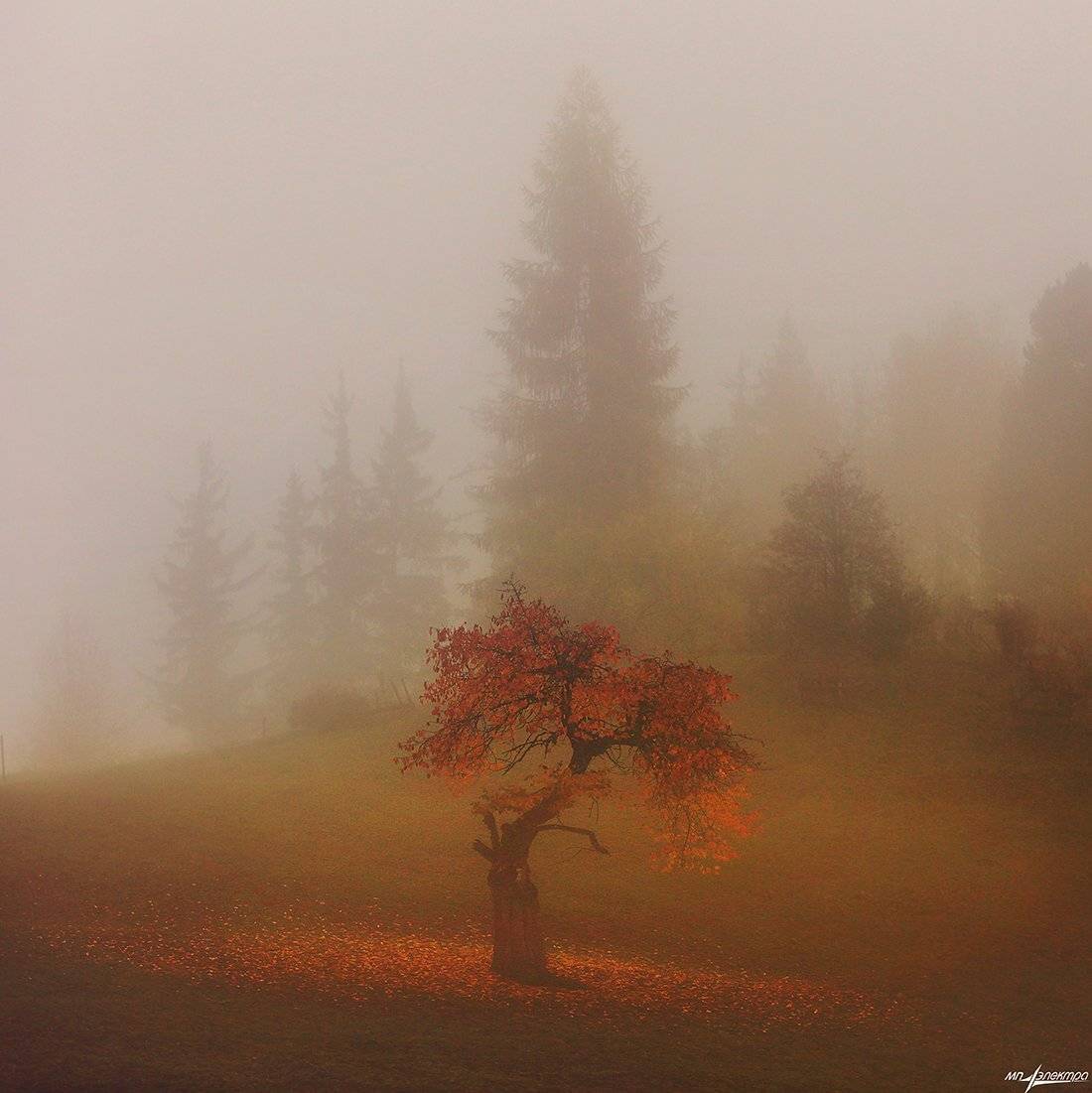 swiss, Матвеев Николай