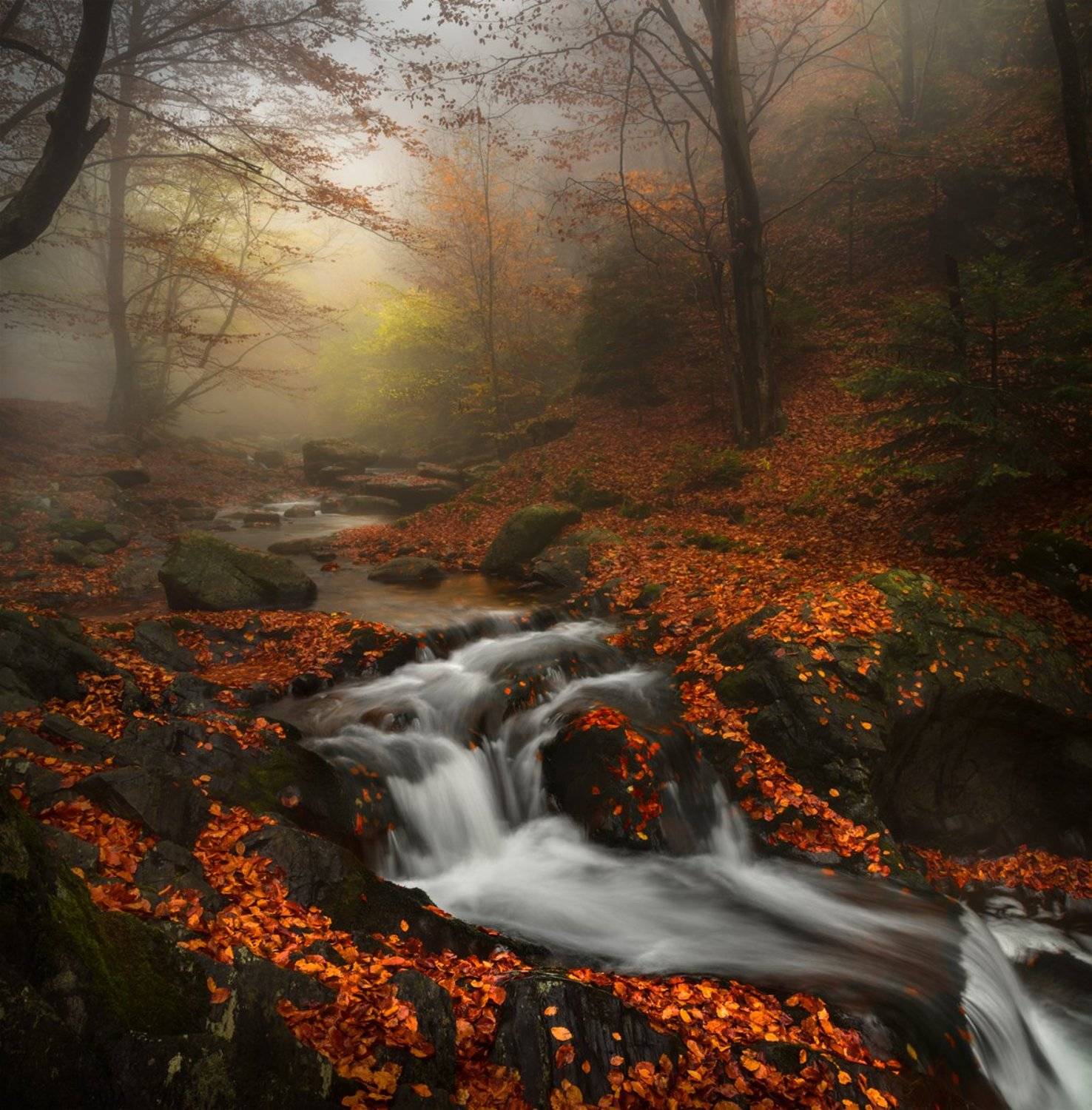landscape nature scenery forest wood  autumn mist misty fog foggy rriver mountain staraplanina bulgaria туман лес, Александър Александров