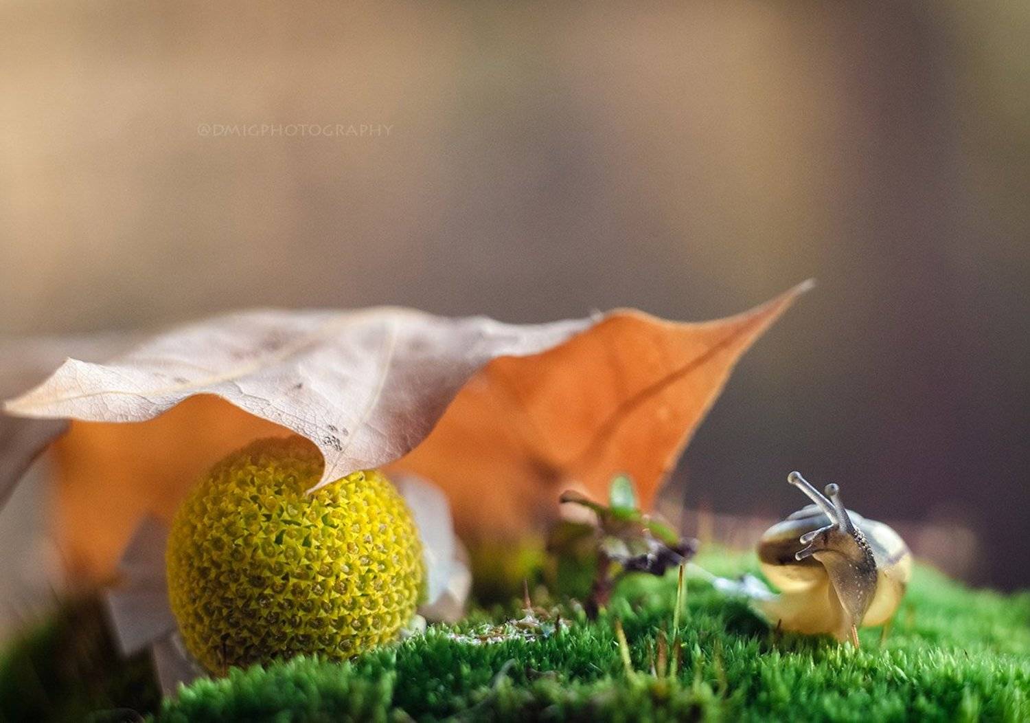 макро, гелиос44_2, природа, жизнь, макромир, улитка, листья, осень, природа, , Дмитрий Гусалов