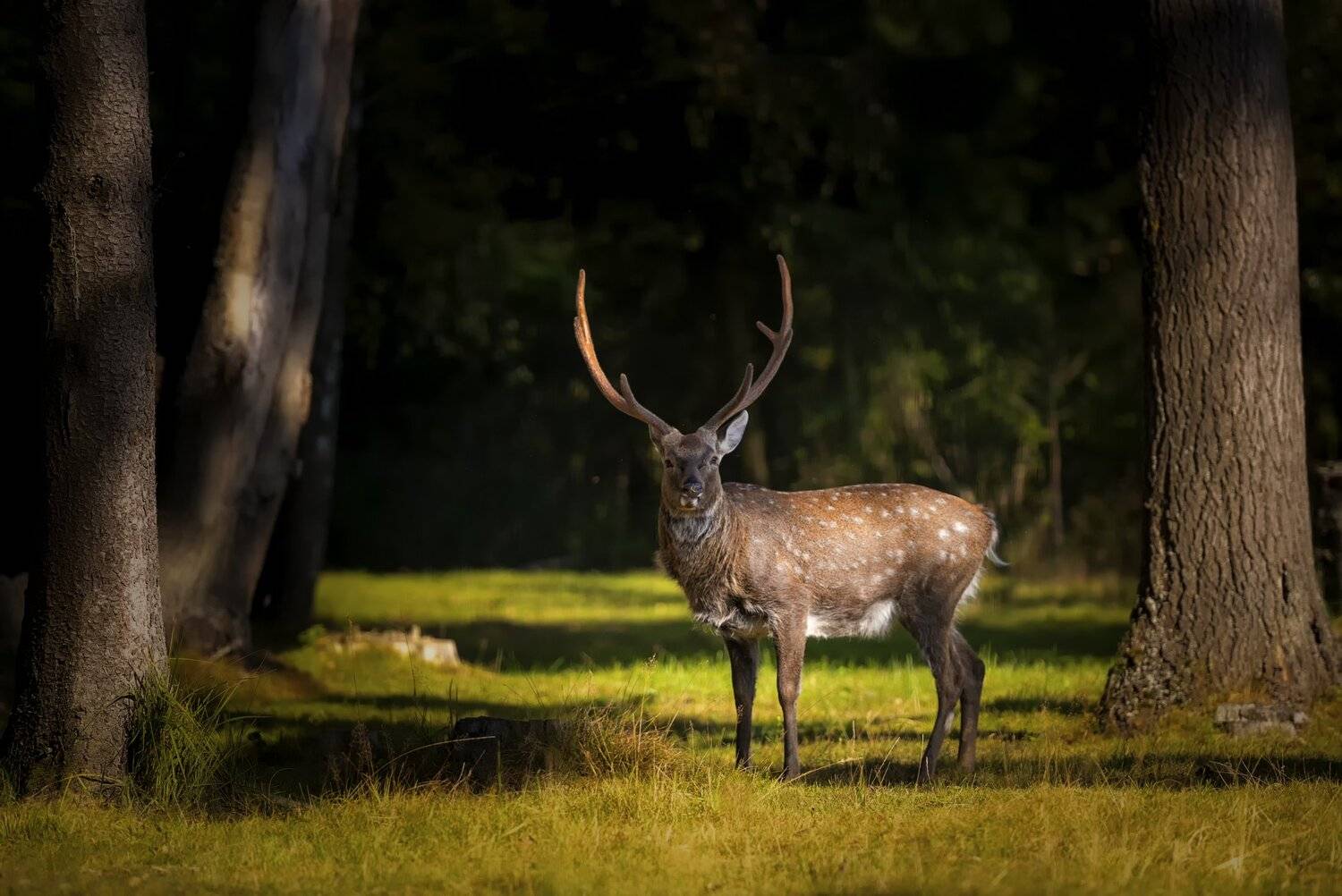 беларусь, встреча, олень, Владимир Штыриков
