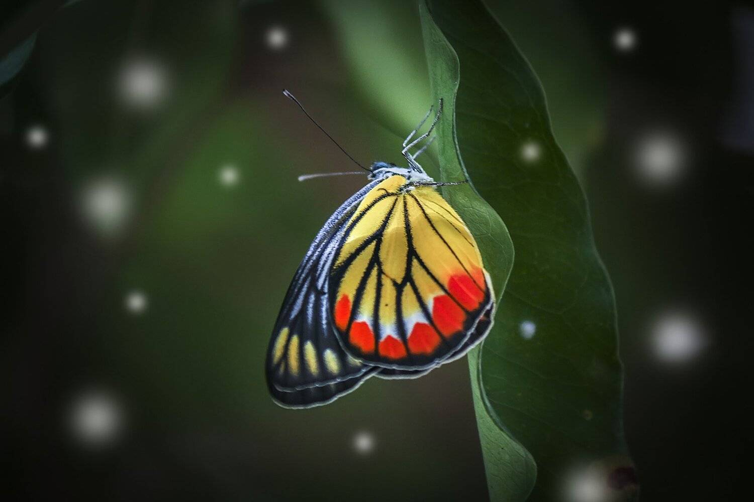 butterfly, garden, nature, natural, beauty, beautiful, outdoor, park, spring, fly, insect, lovely, color, wallpaper, stock, butterfly stock, NeCoTi ChonTin