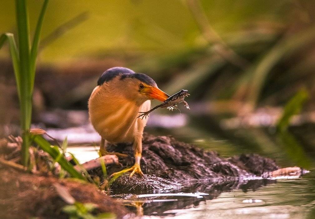 , Вячеслав Мищенко