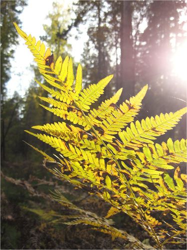 Папоротник