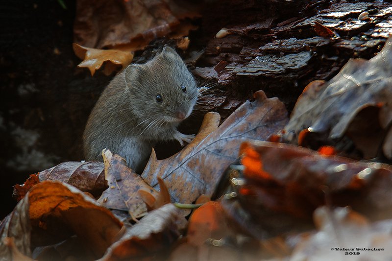 Горячие листья ноября фото превью