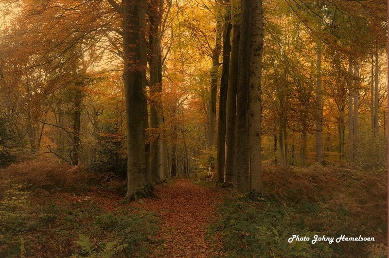 The magic forest. фото превью