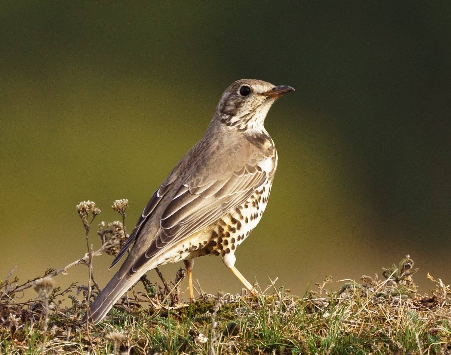 , Красимир Георгиев