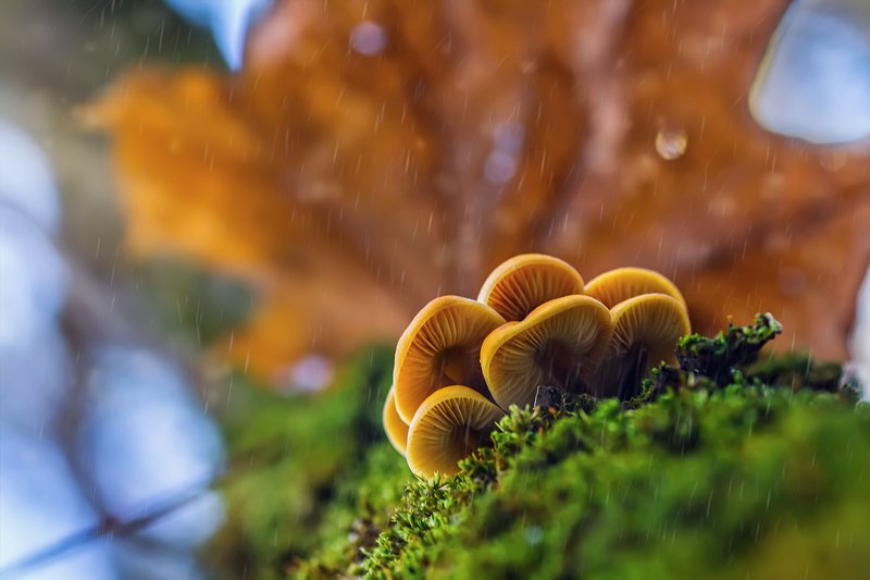 трава,свет,лес,деревья,облака,ветки,небо,гриб *** фото превью