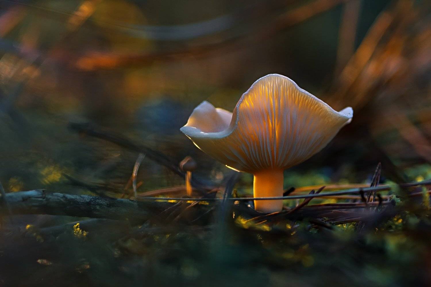 трава,свет,лес,деревья,ветки,небо,гриб,блики,тени, Юрий Котов