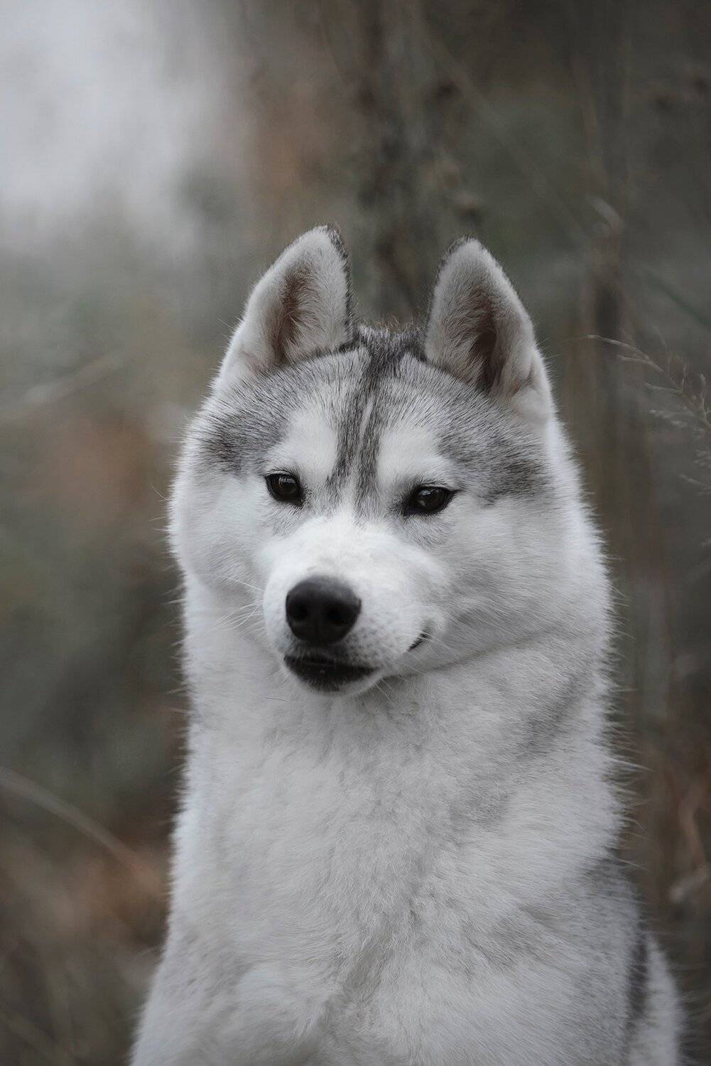 husky, dogs, siberian husky, Erika Tsogoeva