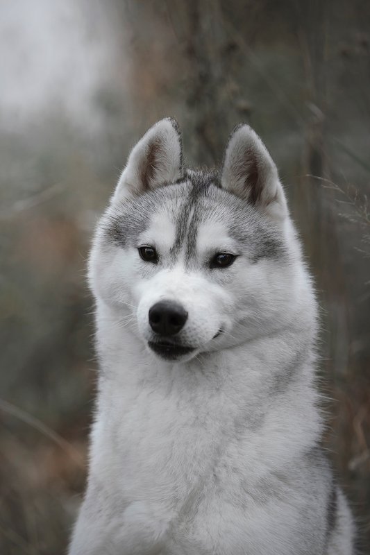 husky, dogs, siberian husky Haru фото превью