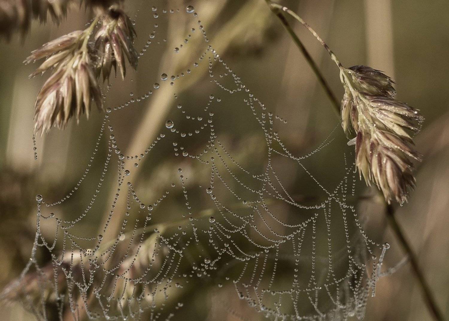 вологодская область,утро,паутина,роса,трава, Valentina Vershinina