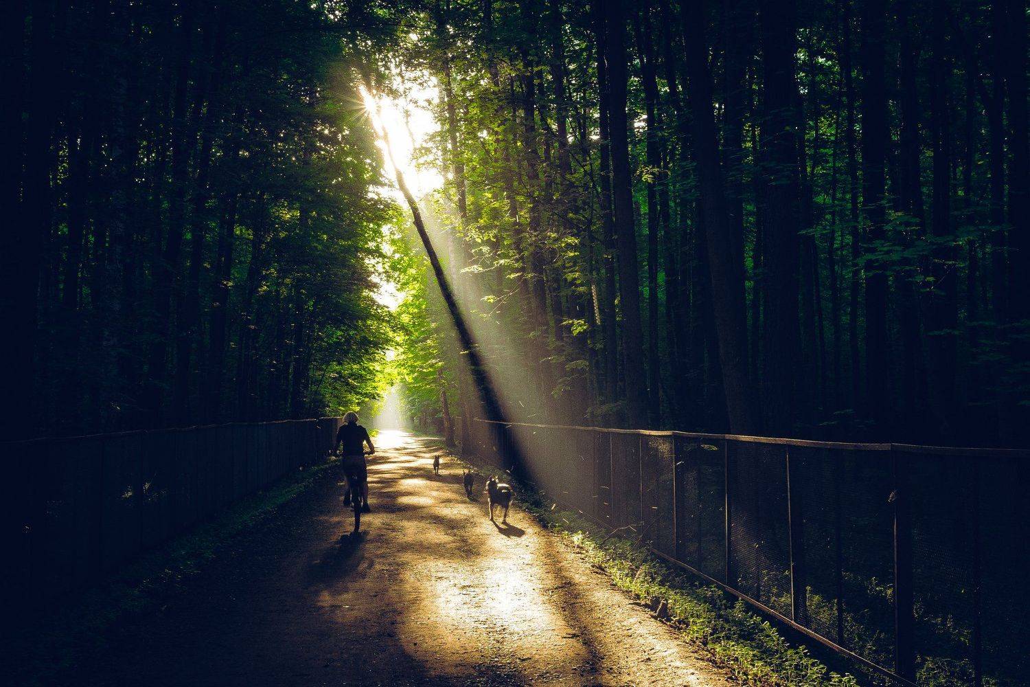 парк, тимирязевский, луч, свет, рассвет, Алексей Бордуков