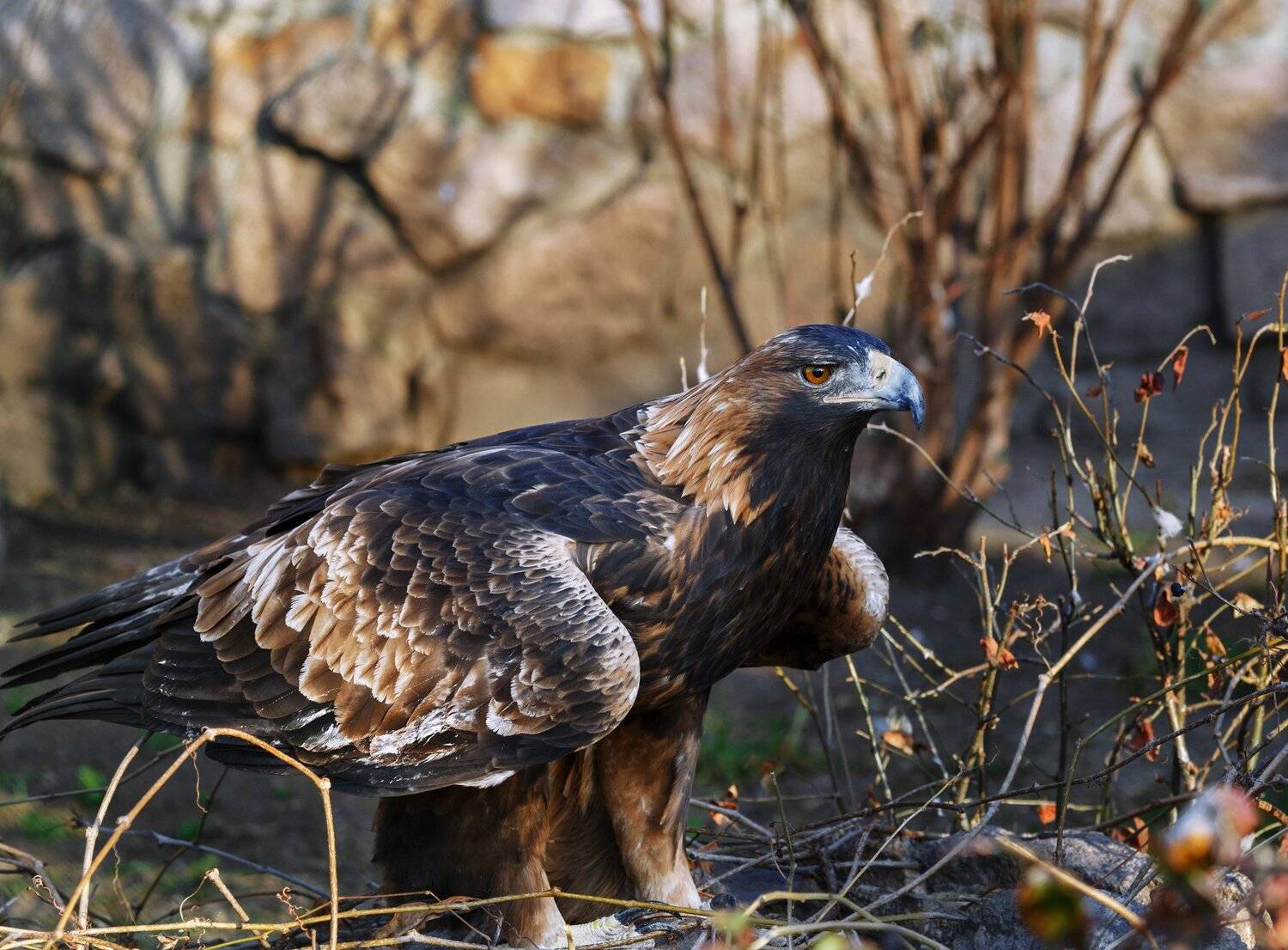беркут, Олег Богданов