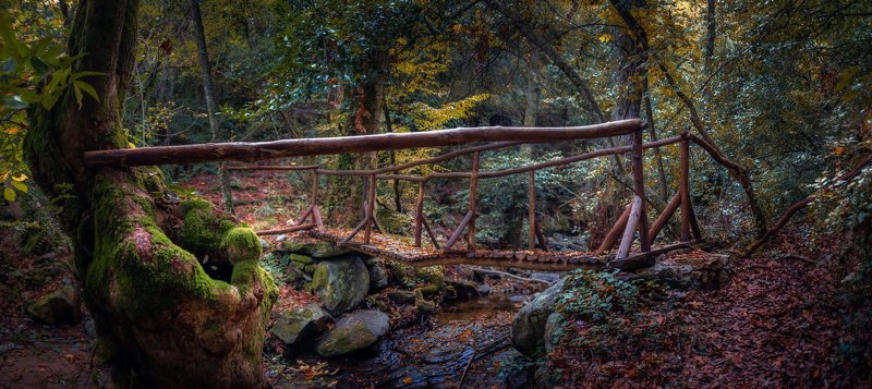 Вечером в лесу фото превью