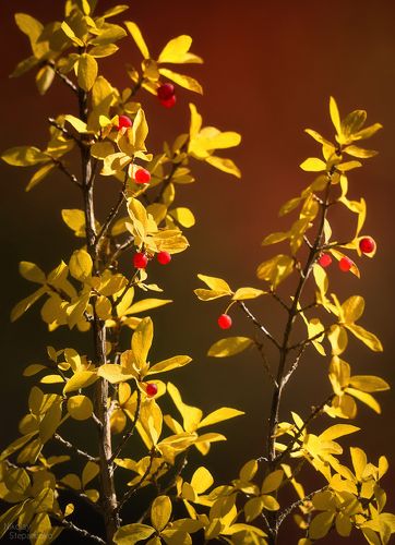 Краски, контрасты. Алтай.