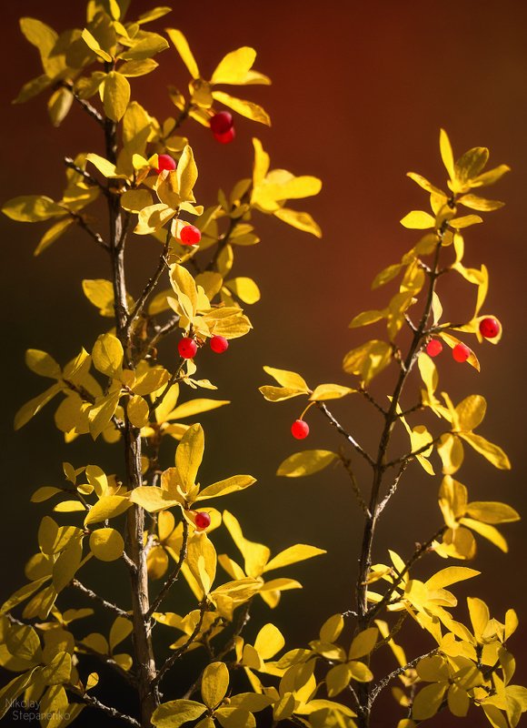 алтай, осень, горы, озёра, курай, лиственницы Краски, контрасты. Алтай. фото превью