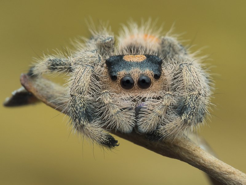 #macro#spider#colors Spider 191122A фото превью