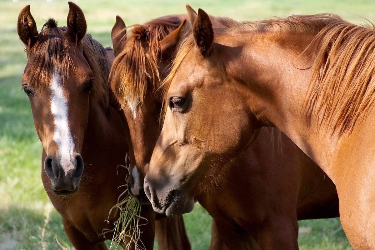 , Razgulyaev Aleksandr