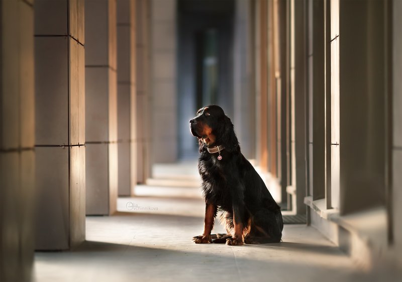 #собака #вечер #сеттер #анималист Провожающая день фото превью