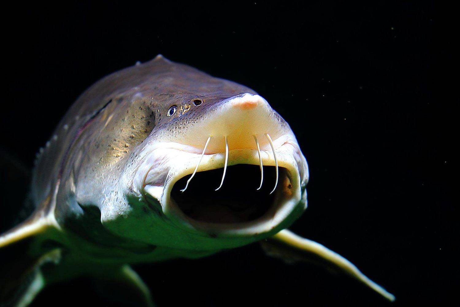 рыба, рыбка, рыбы, рыбки, осётры, осетры, fishes, underwater, russian, sturgeon, Дмитрий Салтыков