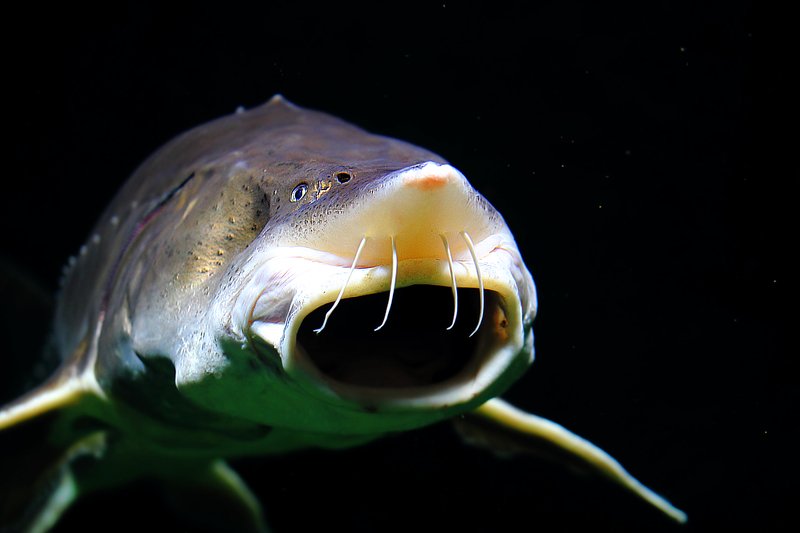 рыба, рыбка, рыбы, рыбки, осётры, осетры, fishes, underwater, russian, sturgeon В то время, когда космические корабли бороздят просторы Вселенной... фото превью