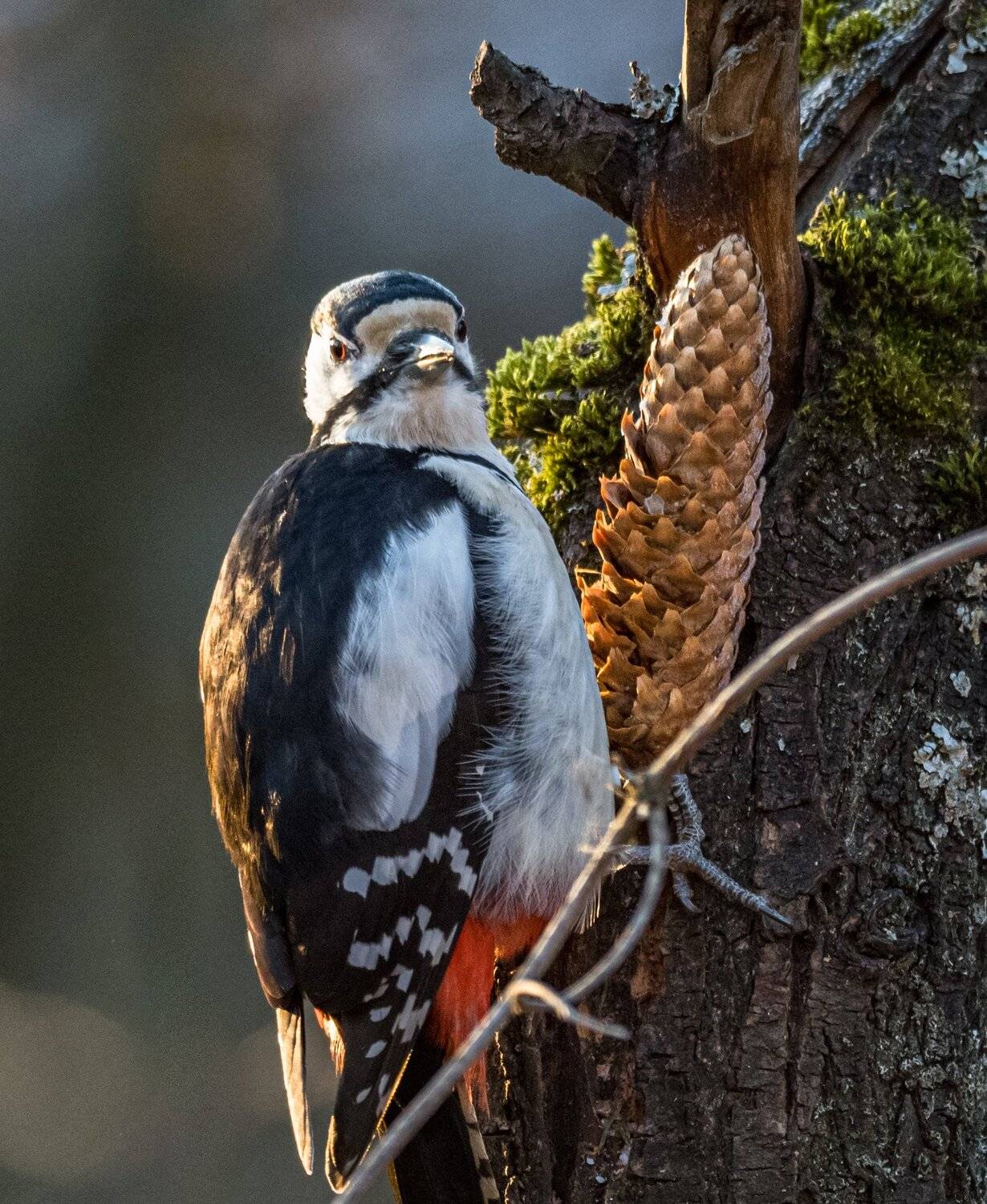 , Курлянцев Алексей