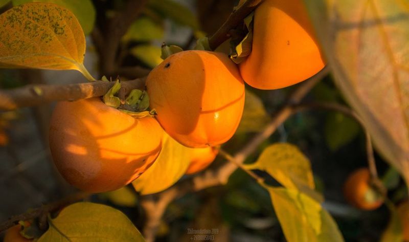 осень Моя Осень фото превью