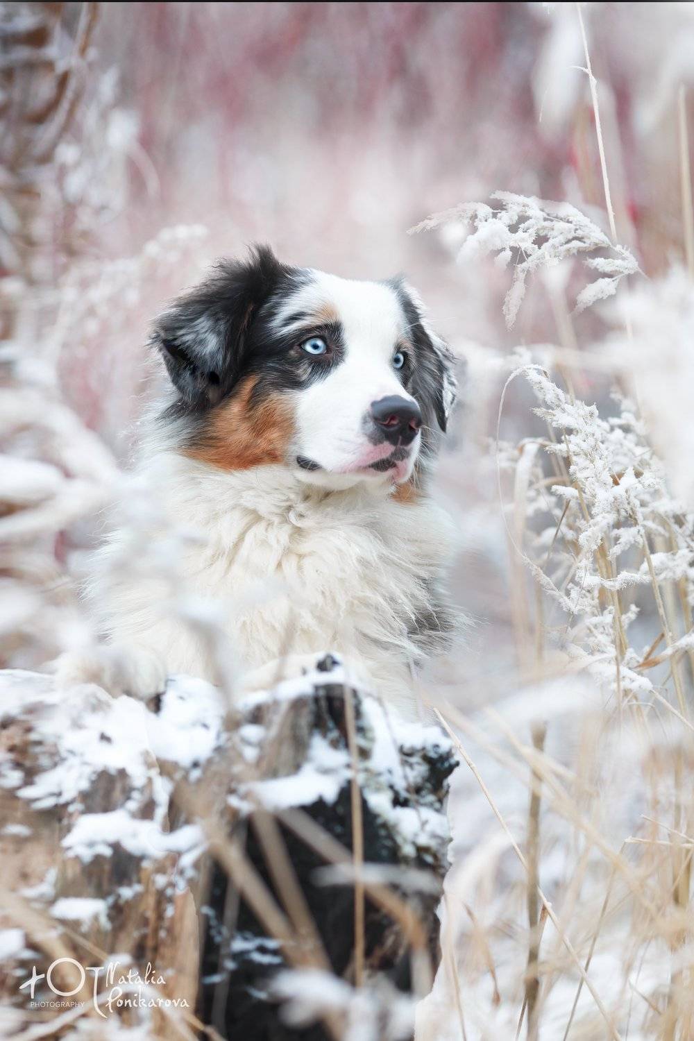 , Наталия Поникарова