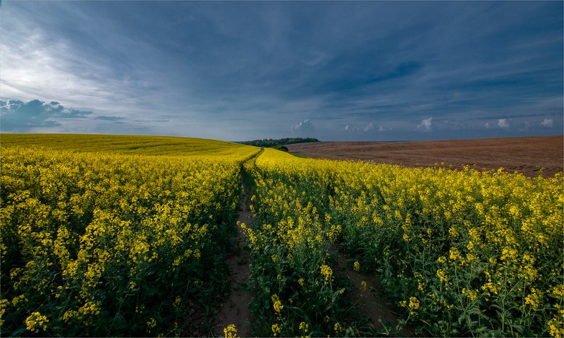 время рапса... фото превью