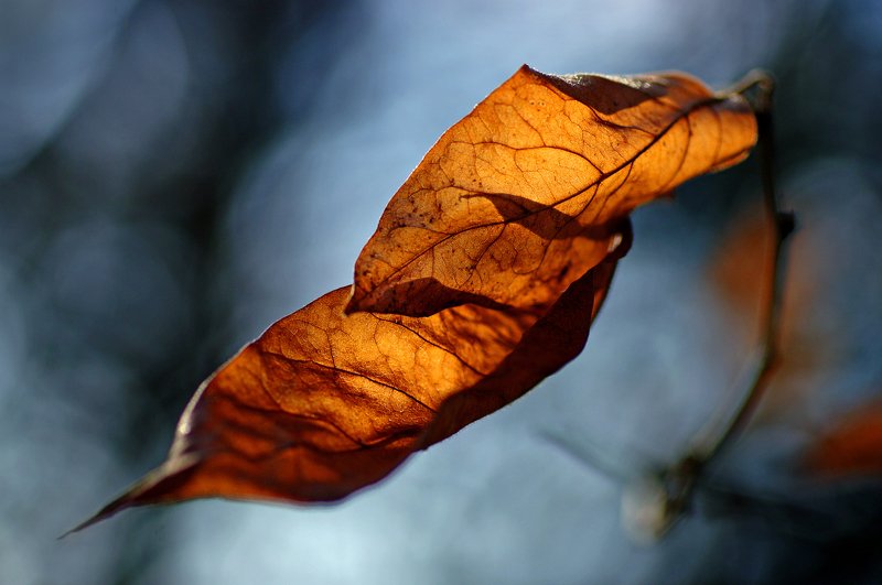 autumn, bright, close-up, color, colors, color-image, leaf, leaves, macro, memory, nature, photography, plant, plants, Bright Memory фото превью