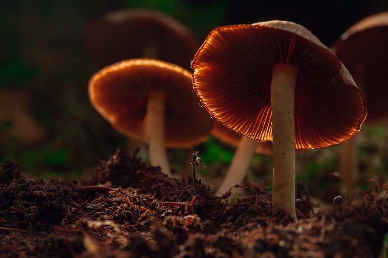 макро, грибы. светятся В СУМЕРКАХ фото превью