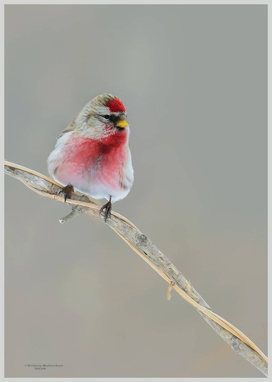 , Валерий Субачев