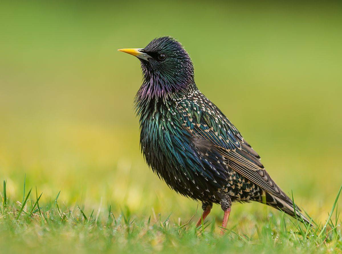 , Sławek Przybylski