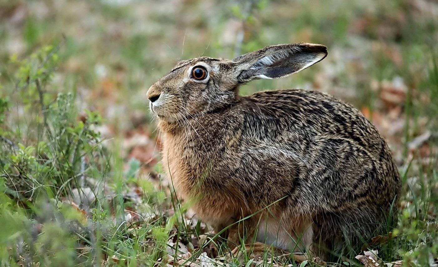 , Razgulyaev Aleksandr