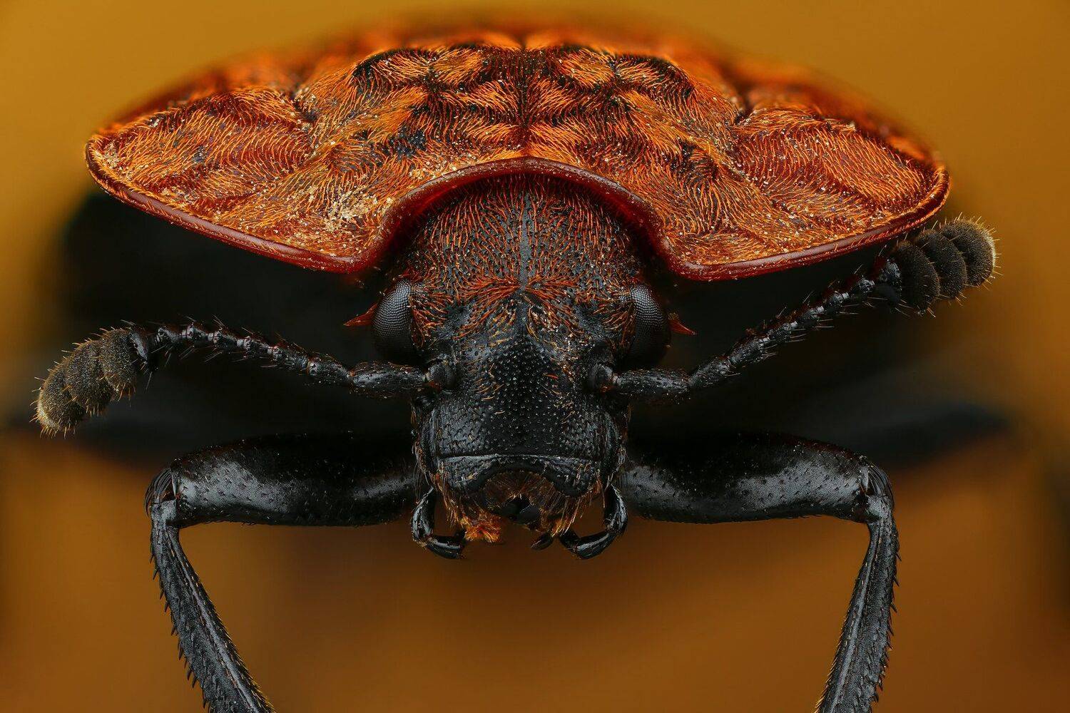 жук макро природа усы цвет черный коричневый , Андрей Шаповалов