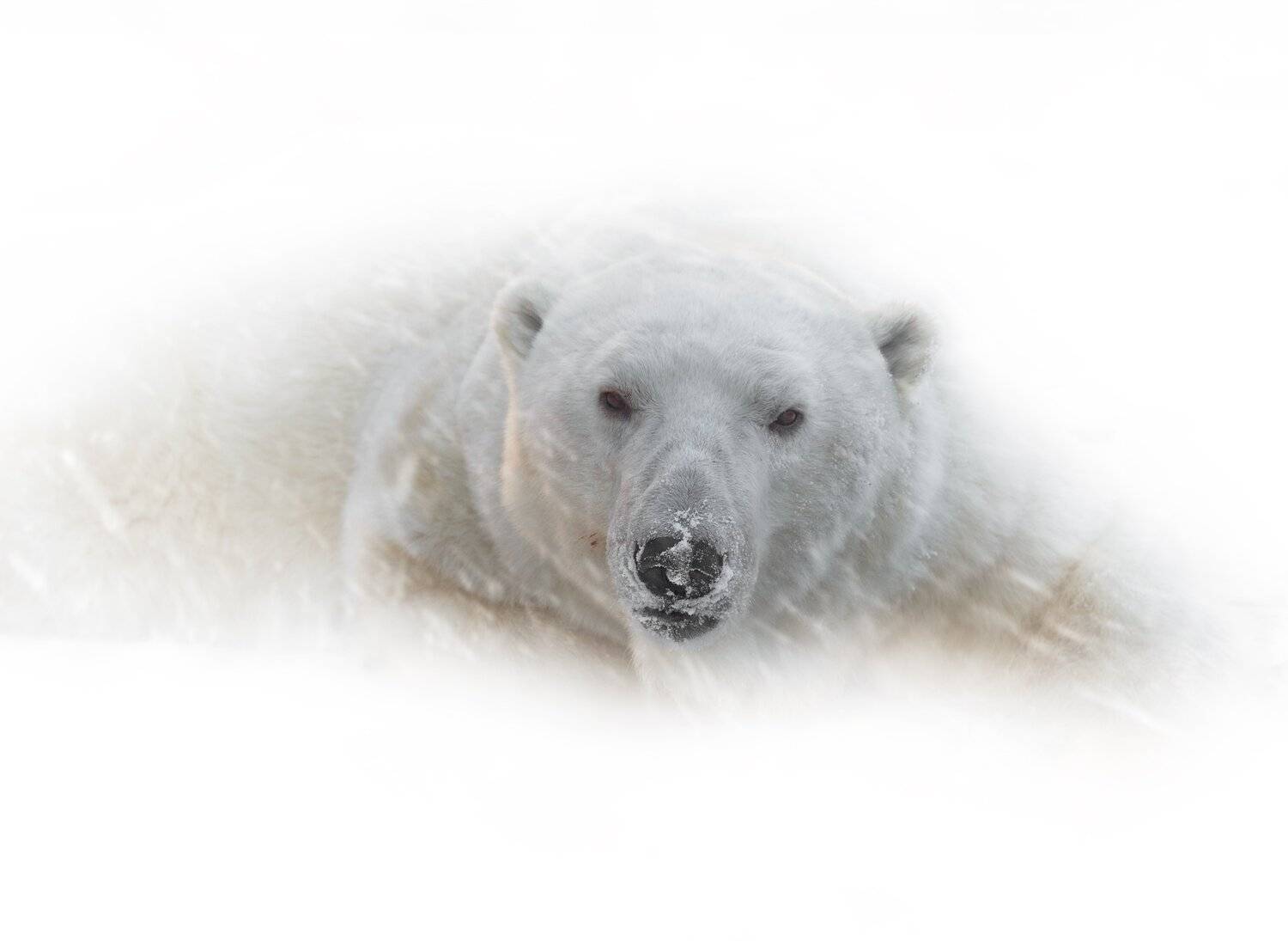 белый медведь, Олег Богданов