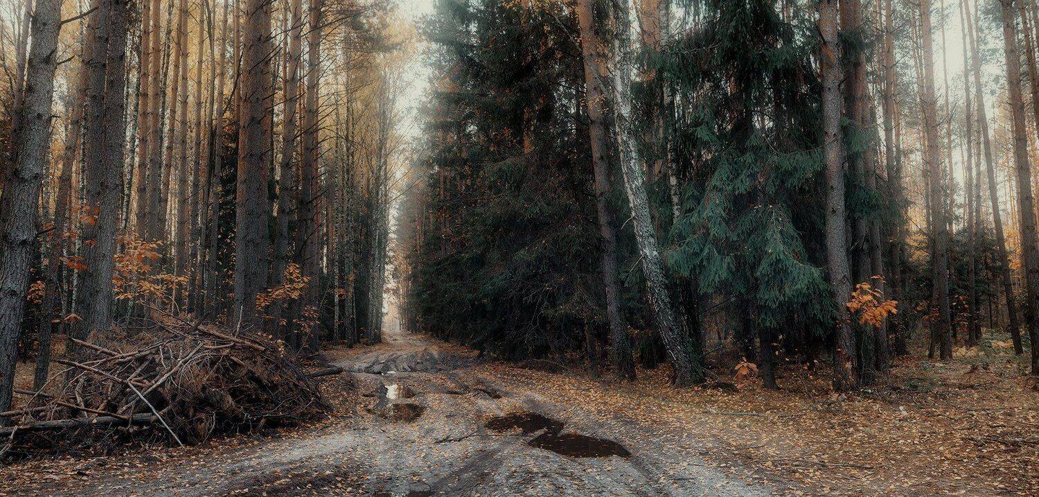 украина, коростышев, природа, лес, полесье, осень,  тишина, уединение, счастье, жизнь, воздух, чистый, вдохновение, деревья, просторы, фотограф, чорный,, Александр Чорный