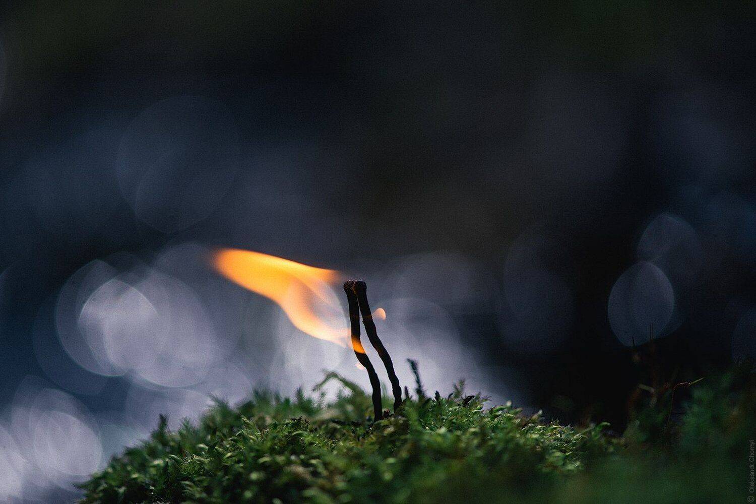 украина, коростышев, природа, лес, макро, макро истории, макро мир, макро красота, полесье, огонь, поцелуй, двое, мох,тишина, уединение, счастье, жизнь,  вдохновение, фотограф, чорный,, Александр Чорный