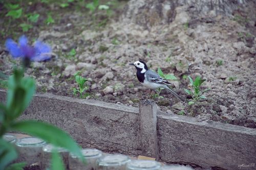 Гостья нашего огорода