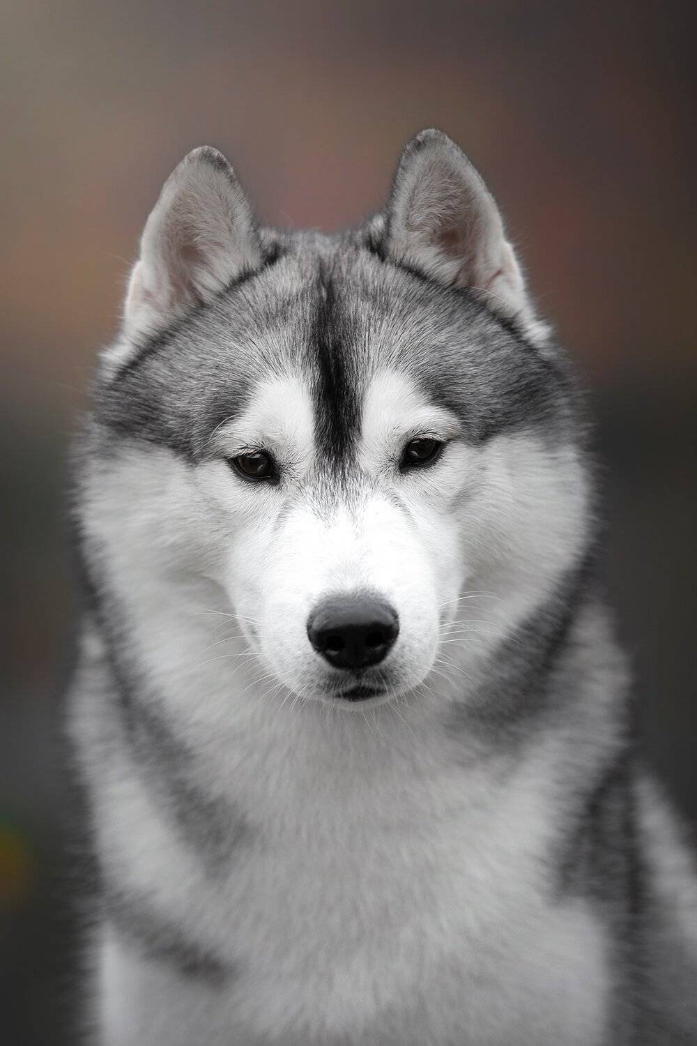 husky, dogs, siberian husky, Erika Tsogoeva