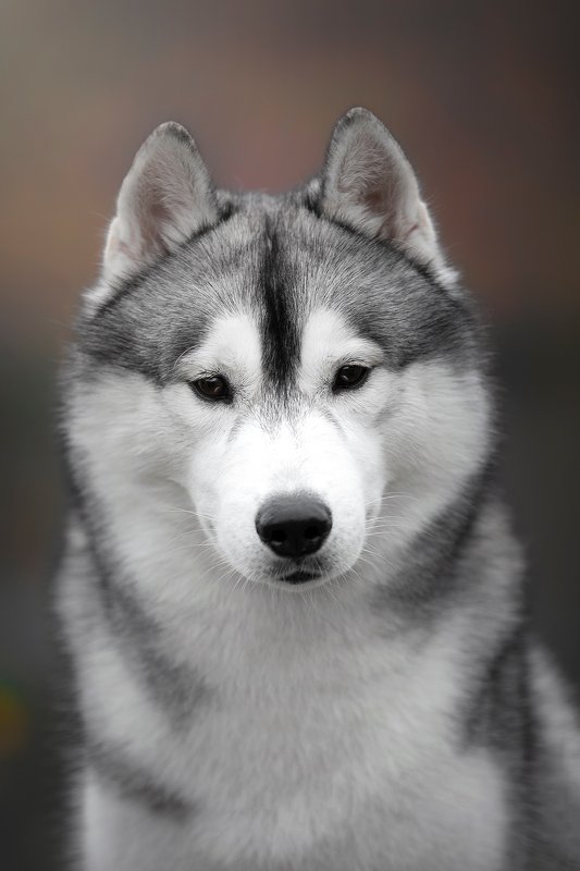 husky, dogs, siberian husky ZamZam фото превью