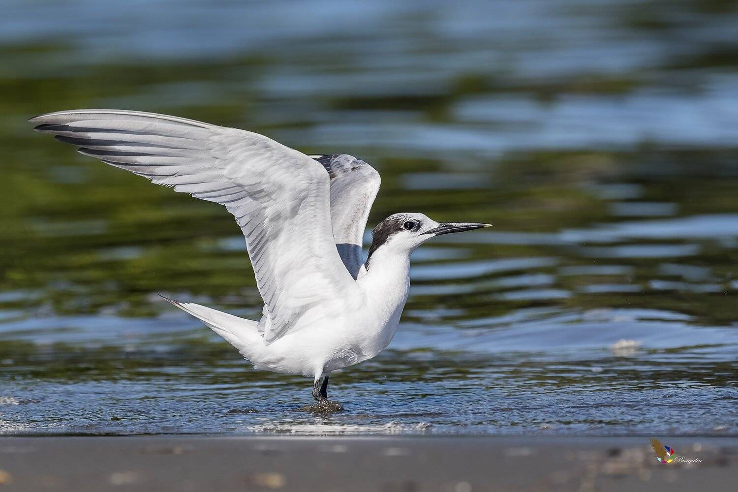 , Fernando Burgalin Sequeira